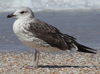 1cy fuscus in August, ringed in Finland. (81365 bytes)